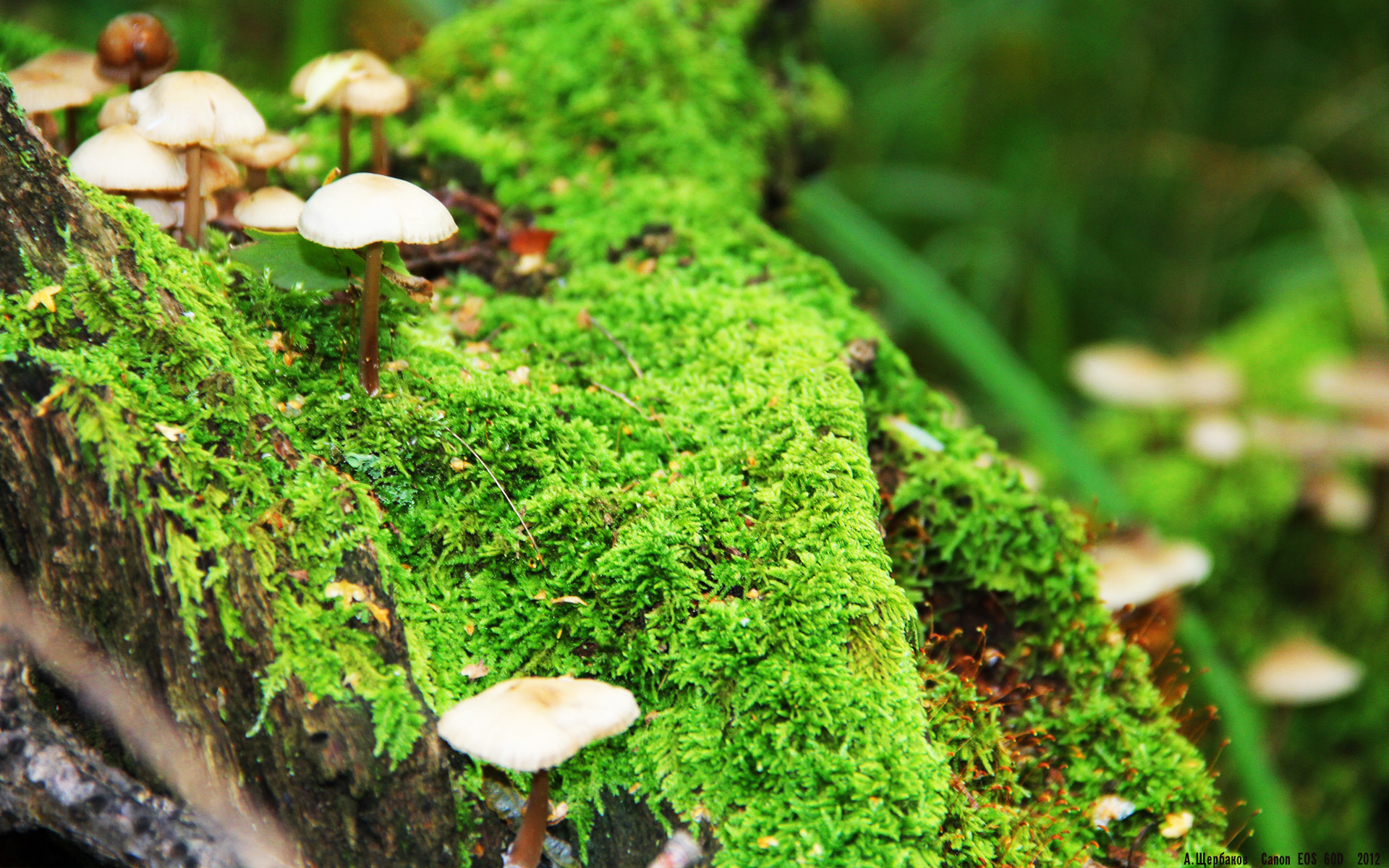 世俱杯庆典盛典:足球的盛世夜晚,世俱杯介绍