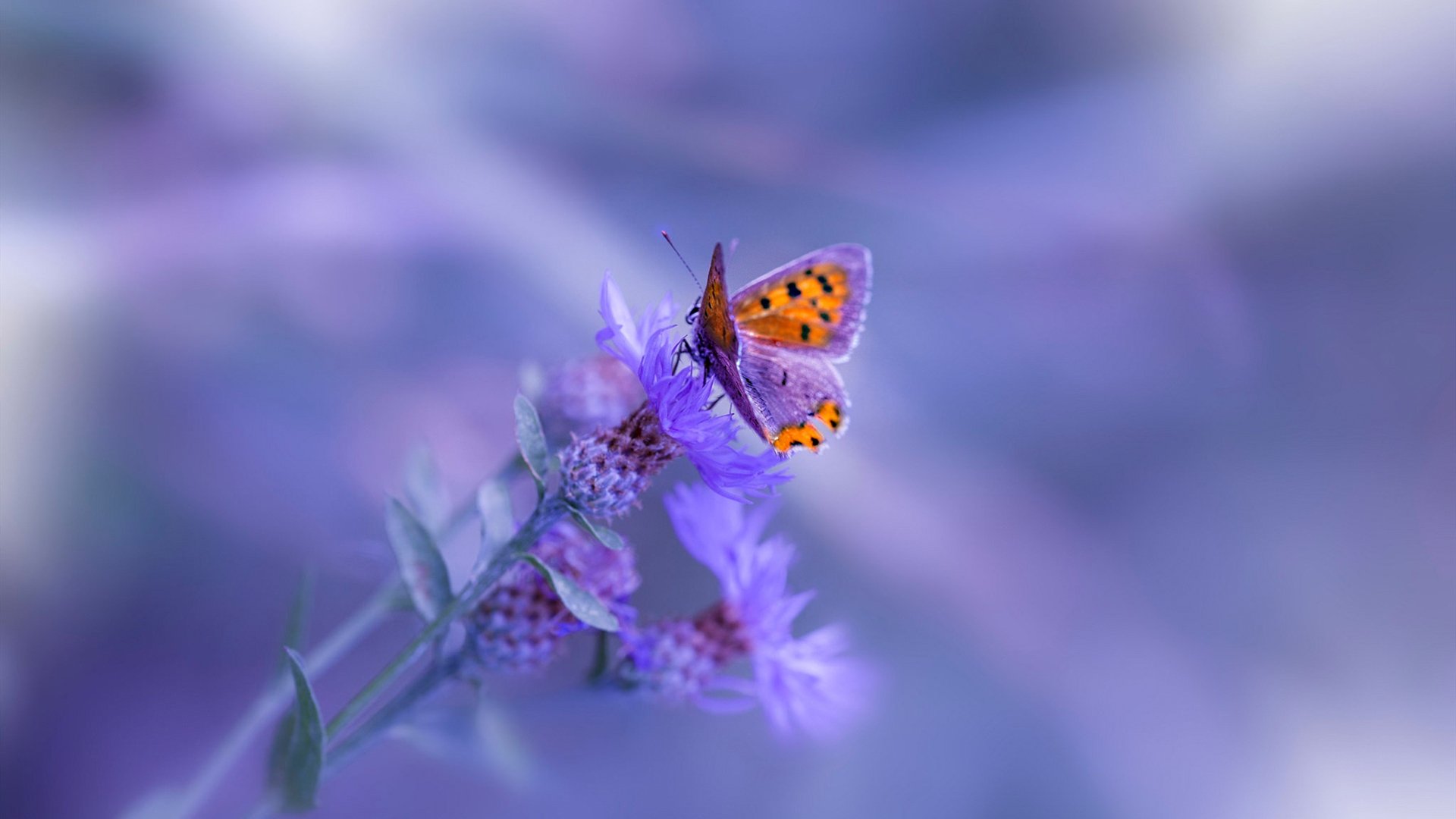 中国足球传球节奏转换效率趋势报告,足球比赛中的传球